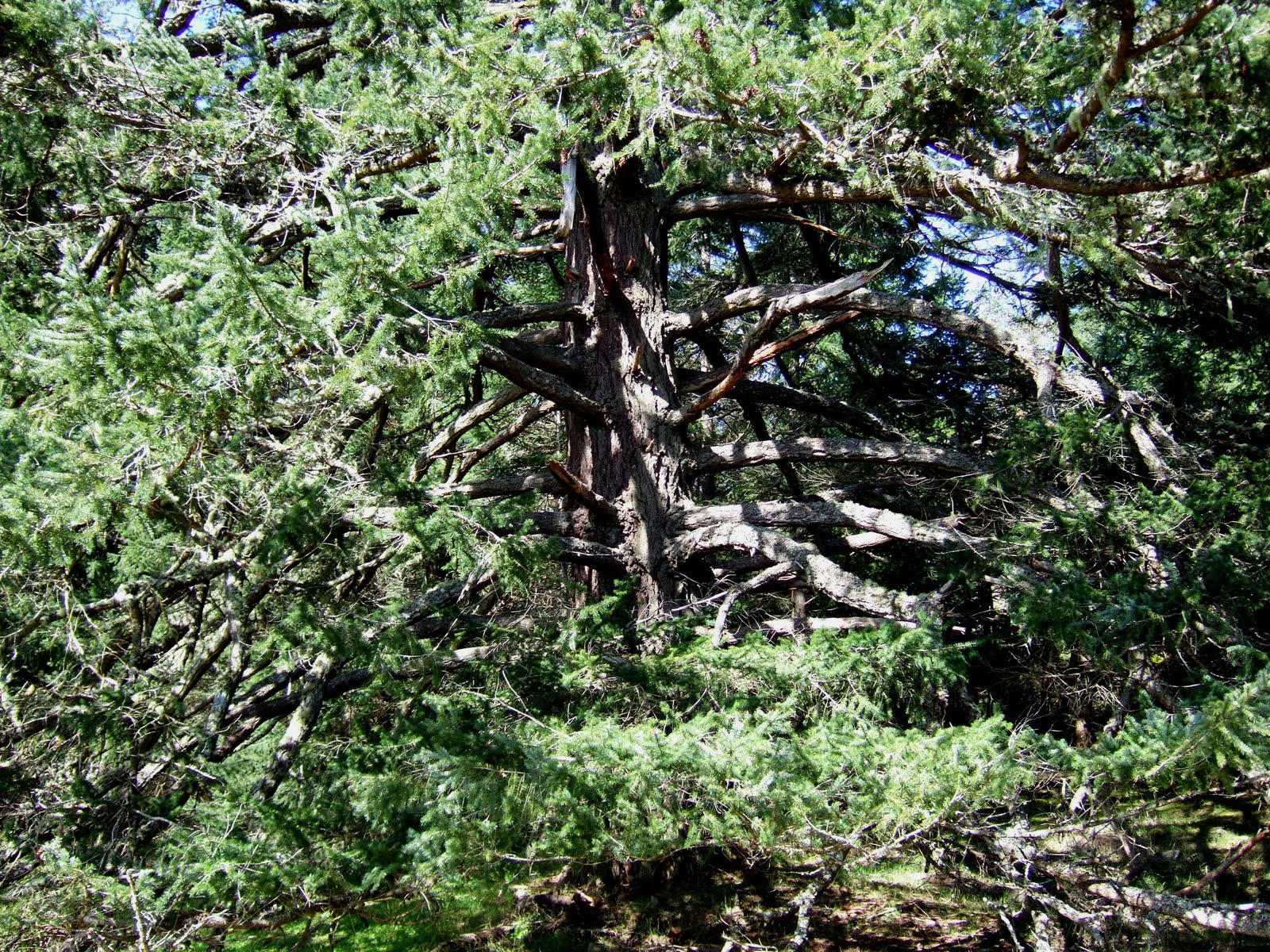douglas tree