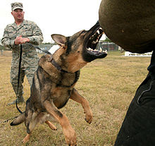 German Shepherd Dog Pictures
