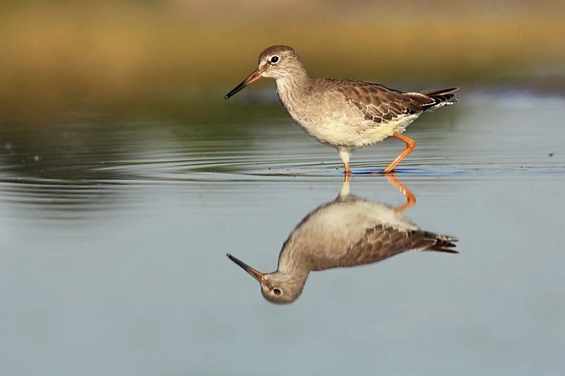 Redshank photography in Bulgaria by Iordan Hristov Redshank photography in Bulgaria by Iordan Hristov