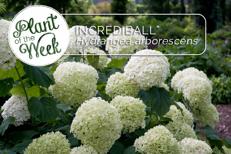 White Swan Properties Blogspot Annabelle Hydrangea Has Some