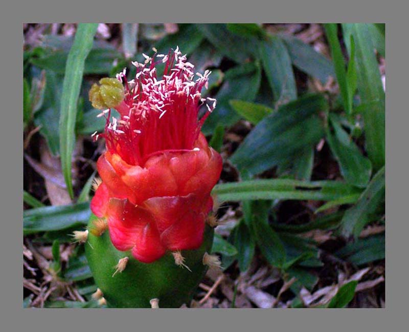 FLORES QUE ENCANTAM O MUNDO FLORES E SUAS DEFINIÇÕE XEROFÍTAS FLORES QUE ENCANTAM O MUNDO FLORES E SUAS DEFINIÇÕE XEROFÍTAS