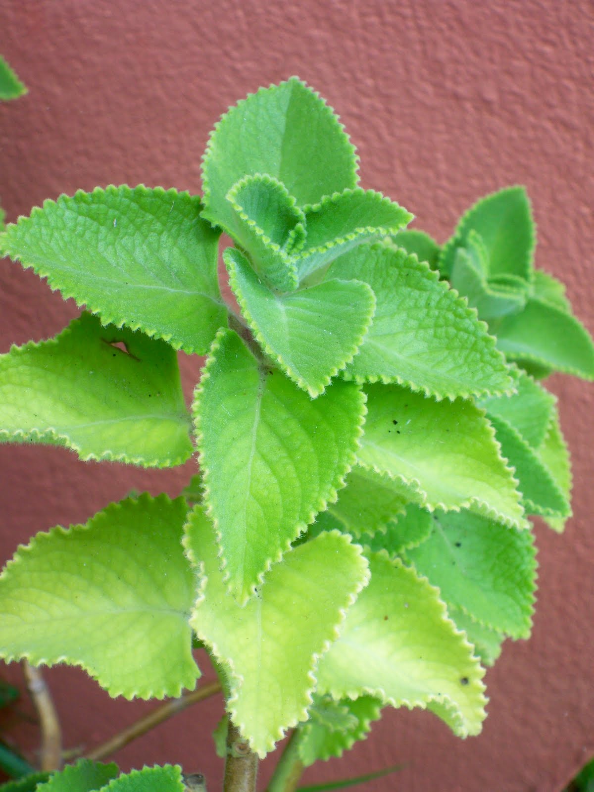 Jamaican Foodie Jamaican Food Glossary