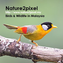 Birds & Wildlife in Malaysia