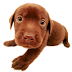 Pongamos limite: A la ansiedad canina
