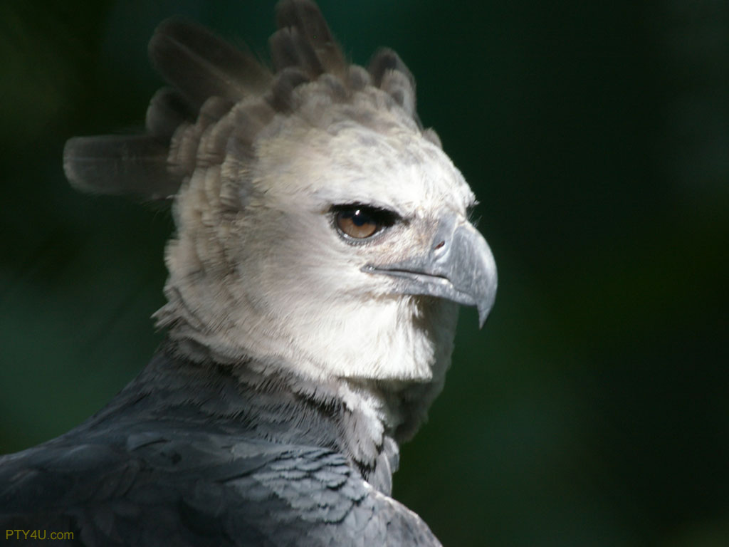 fantastica animal harpy eagle
