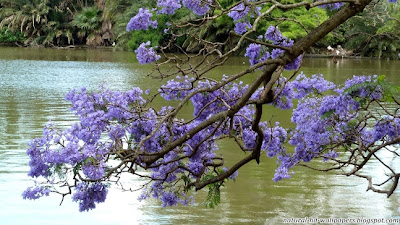 Purple Flowers over water