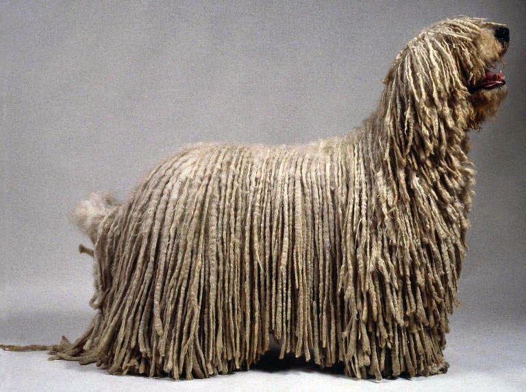 Dog Breed Looks Like Mop Dreadlocks Dog Breed Looks Like Mop Dreadlocks