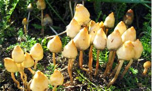 cogumelos Psilocybe semilanceata cogumelos mágico italiano