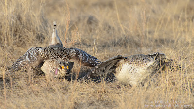Sharp-tailed Grouse. Photo copyright © Shelley Banks, all rights reserved. Sharp-tailed Grouse. Photo copyright © Shelley Banks, all rights reserved.