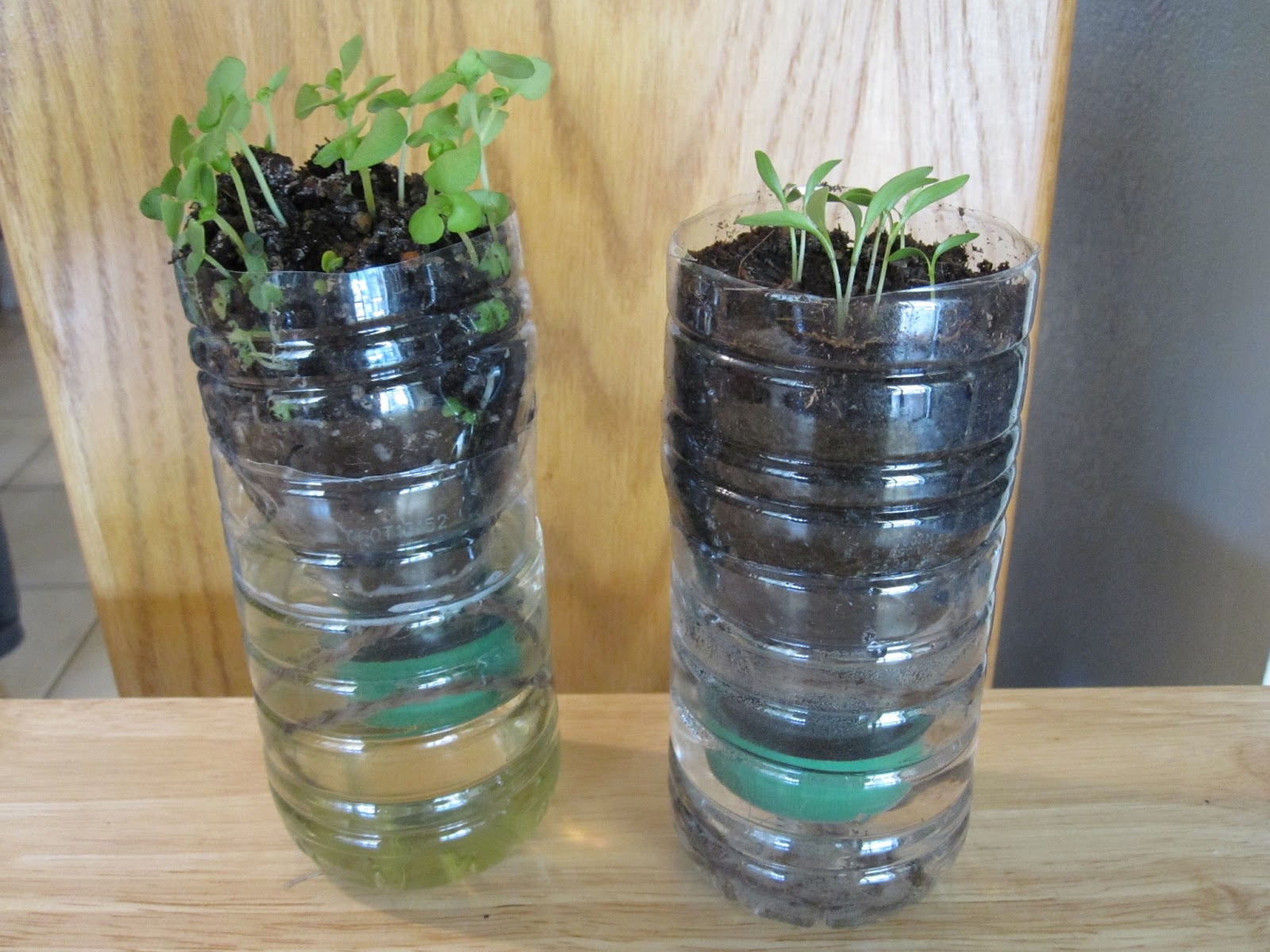 kimmie's craft corner Water Bottle Garden