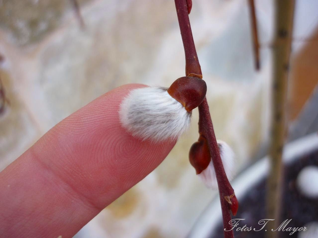 Salix Caprea kilmarnoch