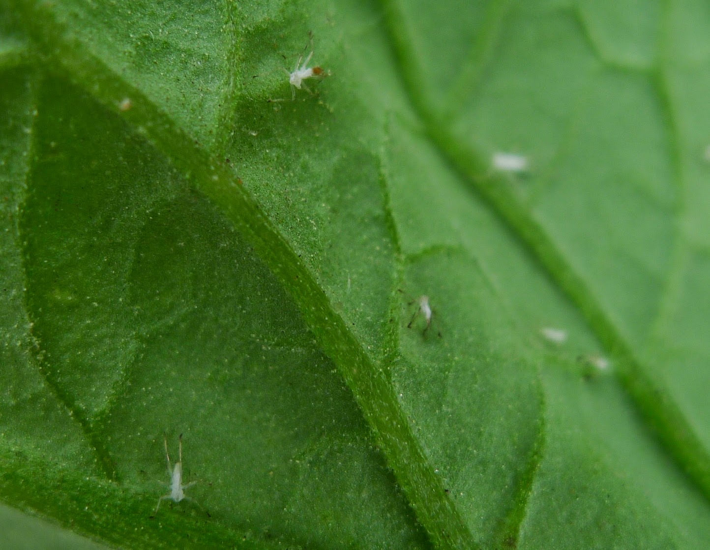 White aphids on tomatoes, urban farming
