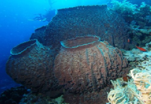 Klasifikasi Porifera berdasarkan kelasnya belajar yukk