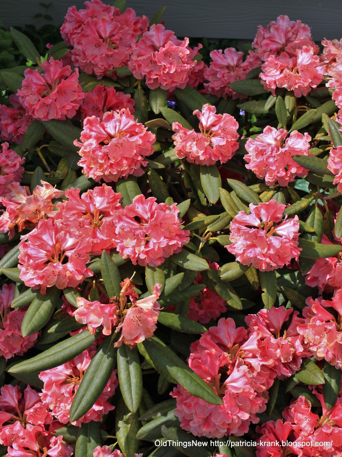 Planting Bare Root Flowering Quince Chaenomeles Speciosa In The