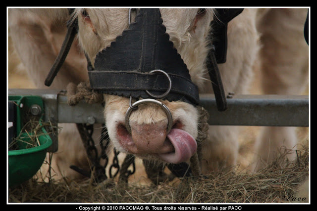 vache introduisant sa langue dans l'une de ses narines à la foire Commerciale et Agricole de Sedan