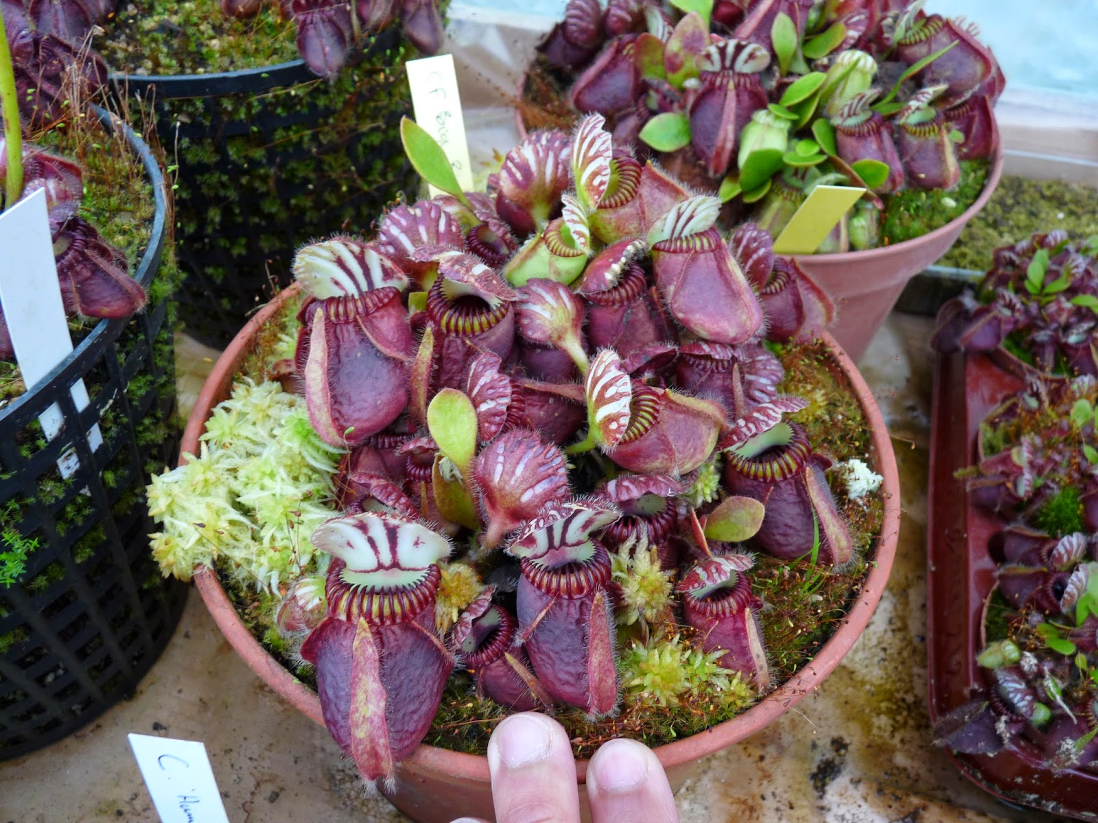 Cephalotus 