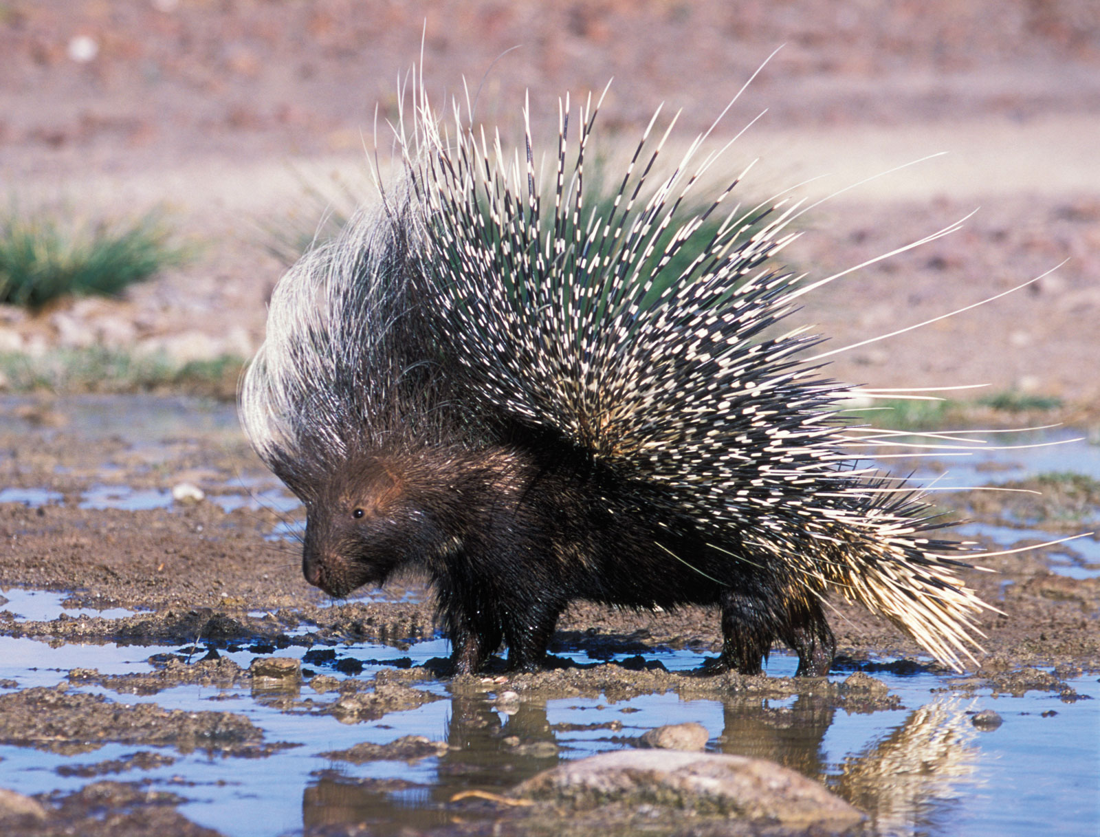 Porcupine | The Life of Animals