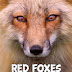 Red Foxes - Amazing Animals - Free Kindle Non-Fiction