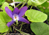 Viola odorata