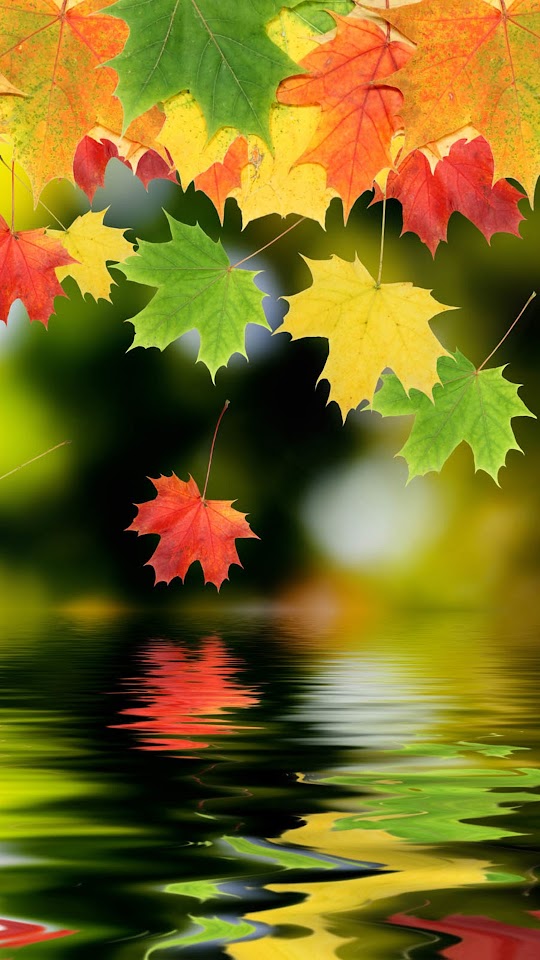 Autumn Maple Leafs  Android Best Wallpaper
