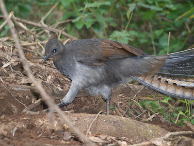 lyrebird superb bird birds wildlife wallpaper falls last two sj md jack fr
