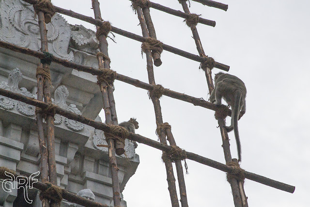 monkeys on scaffolding