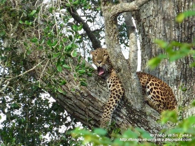 parc national de Yala au Sri Lanka le leopard