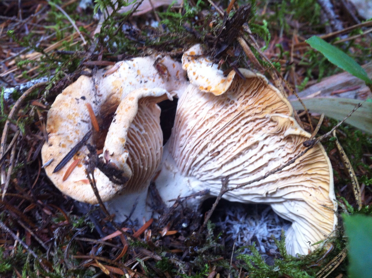 Gourmet Foragables How to find and cook with wild edibles Fall