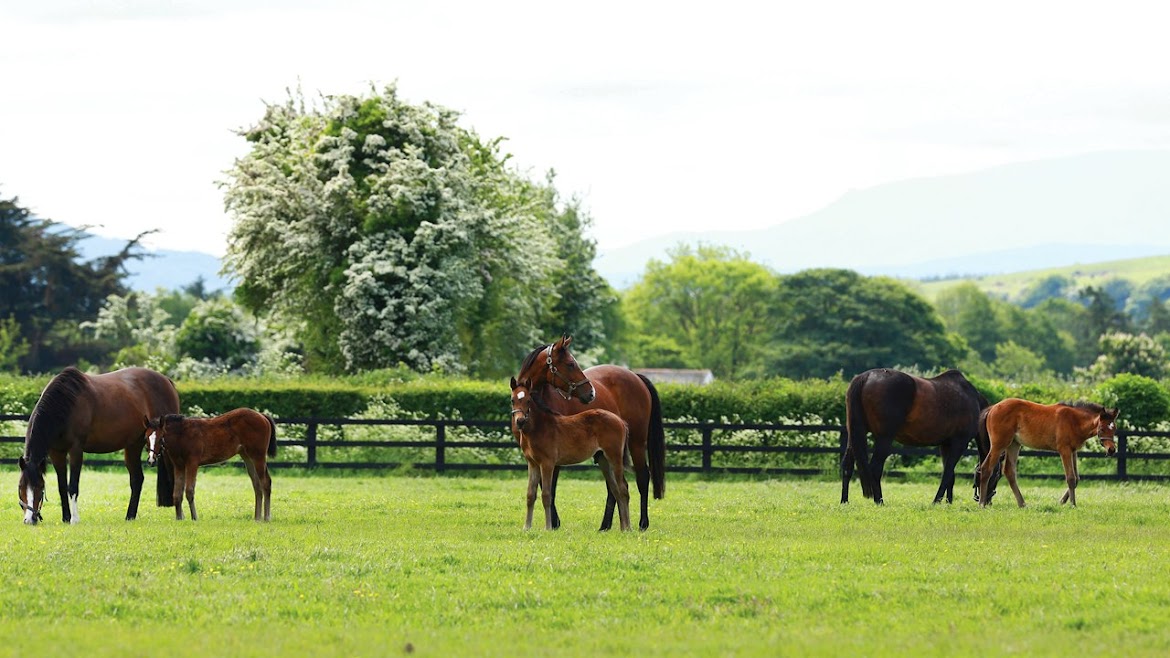 horses