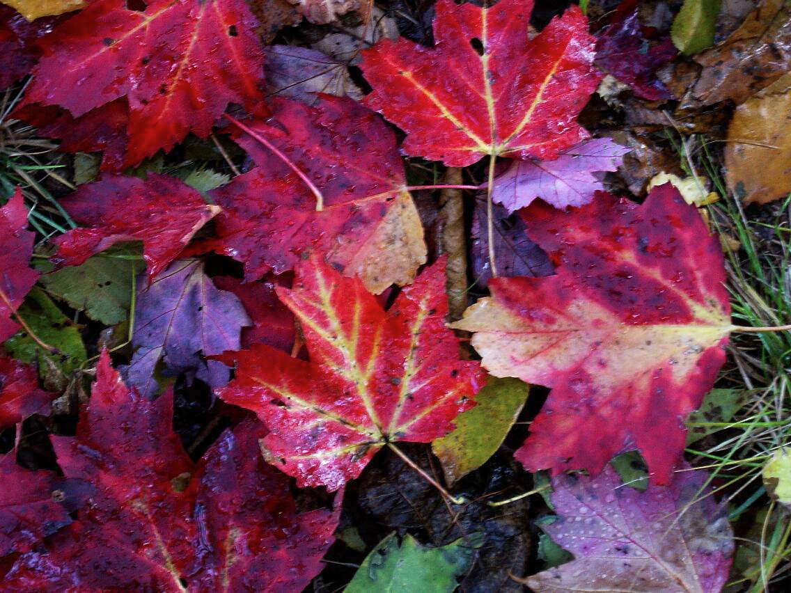 One Man S Wonder When Autumn Leaves I Figure Can Either Curse The Darkness Or Turn On My Light For Me As Those Of You Who Know Attest That S A No Brainer