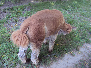 Gus's Powder Puff Tail