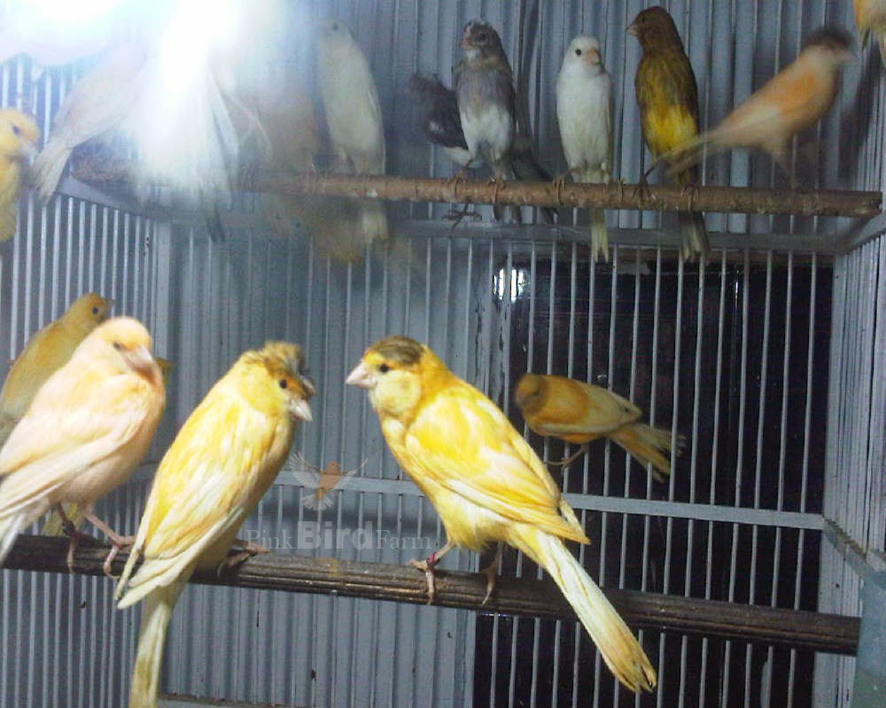 Macam macam hewan ternak nutrition untuk ayam serama