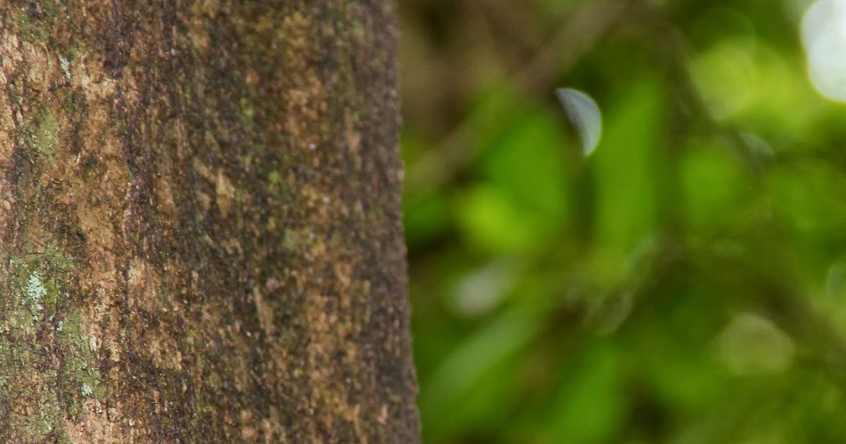 Mangrove forest image