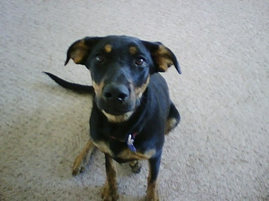 Spree, Scarecrow's Dog Spree, Scarecrow's Dog