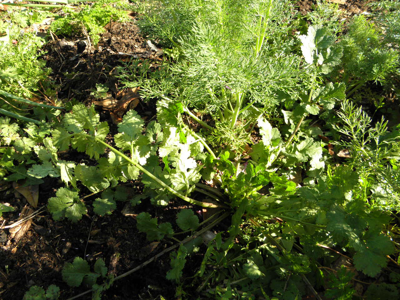 The Farm On Holly's Hill An Herb That Makes My Tastesbuds Happy Cilantro