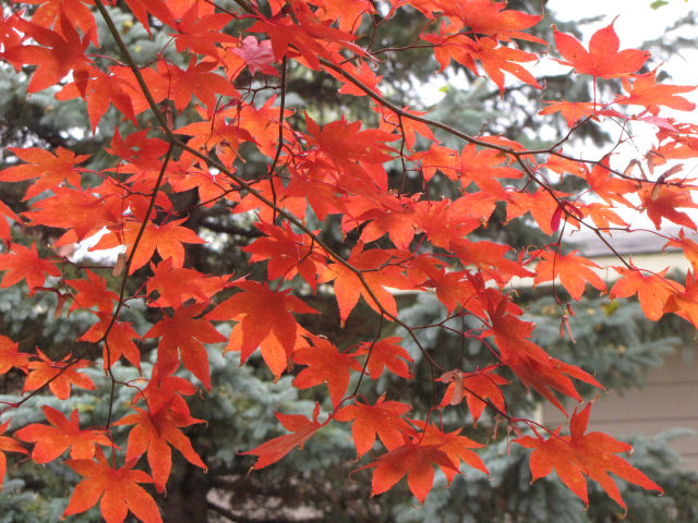 Japanese maple in autumn