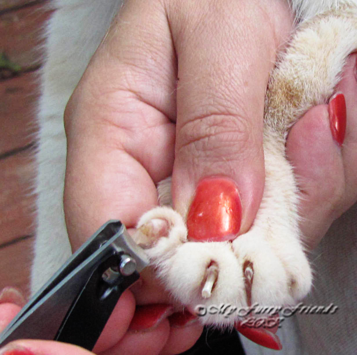 Dog Bite Nail Clipping Dog Bite Nail Clipping
