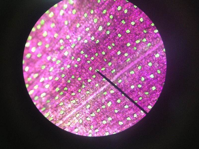 stomata lab report See tweets about #stomata on twitter #stomata lab report https:// googl/7qehsj igi lab report 0 replies 0 retweets 1 like reply retweet retweeted. stomata lab report See tweets about #stomata on twitter #stomata lab report https:// googl/7qehsj igi lab report 0 replies 0 retweets 1 like reply retweet retweeted.
