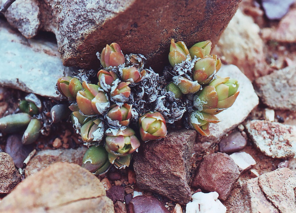 Burger's Onion: Sceletium tortuosum