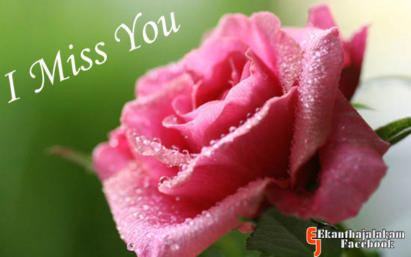 Lovely Quotes For You: I Miss You in Cute Rose Flower New Images 2013