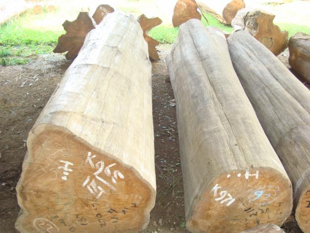 OMAH RIMBAWAN: SISTEM VERIFIKASI LEGALITAS KAYU