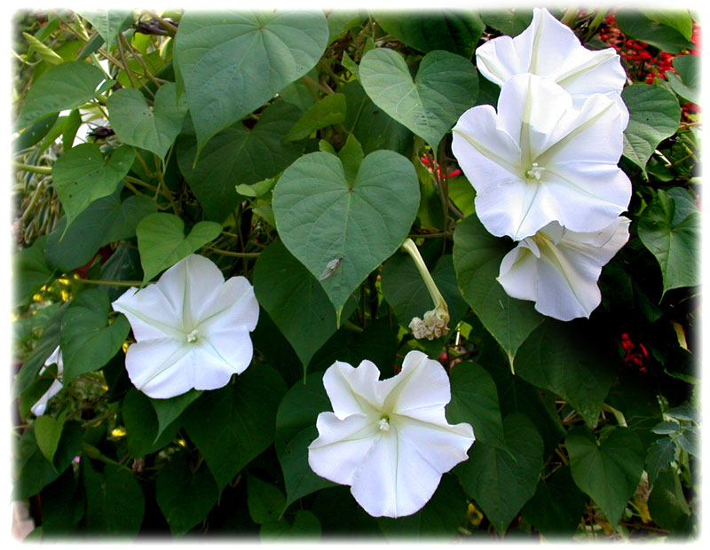 CARPE DIEM HAIKU KAI Carpe Diem 233, Himawari (Sunflower) & Yuugao