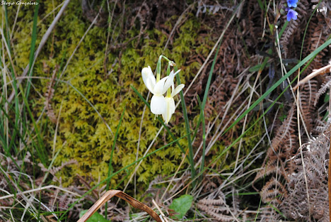 Narciso Bravo - Narcissos triandrus.