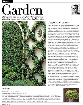 Star+Jasmine+Peter+Fudge+Gardens.jpg 289×364 píxeles | Hamacas, Pixeles