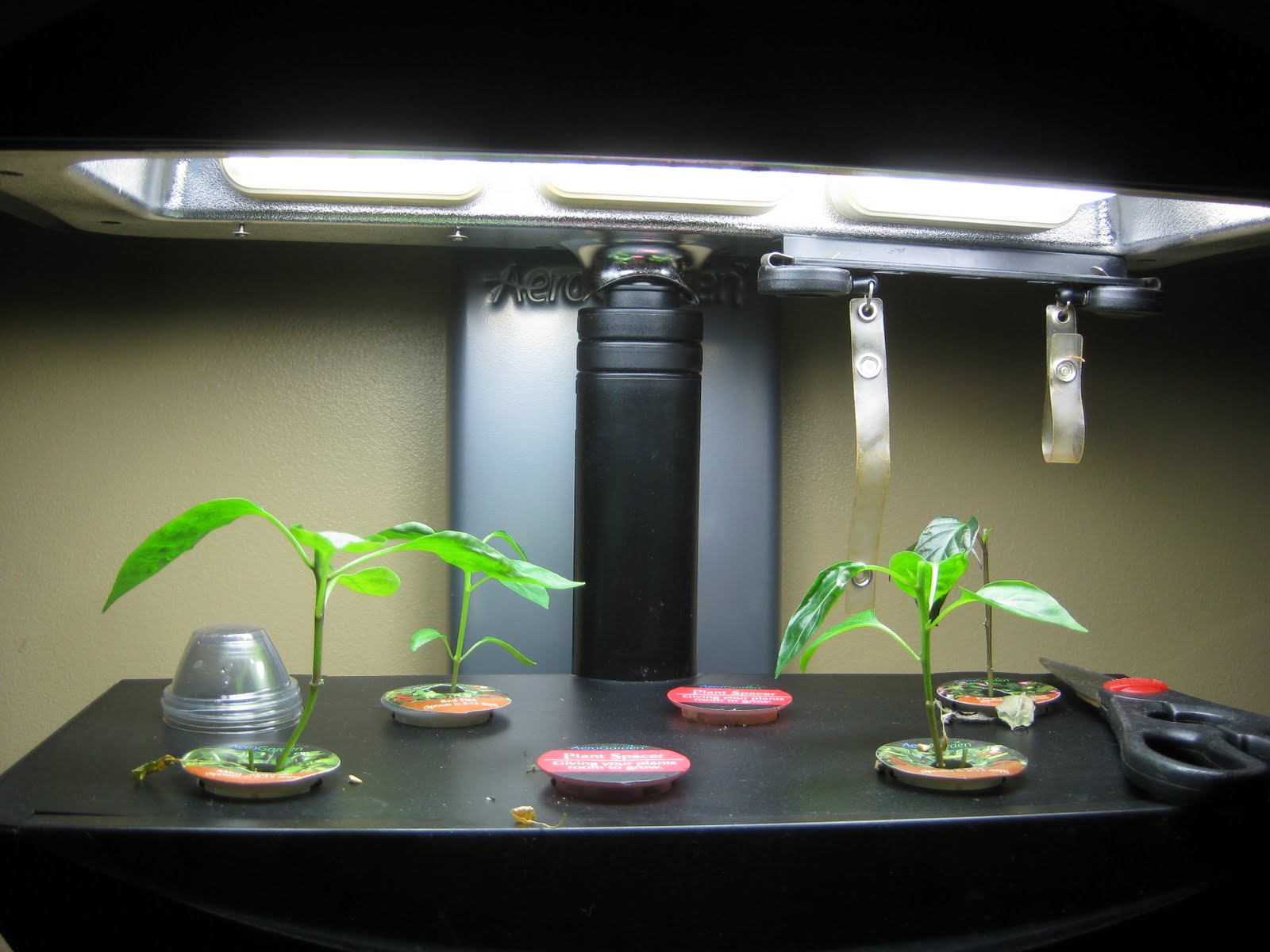 Growing Aerogarden Chili Peppers "By the Book" this time Indoor