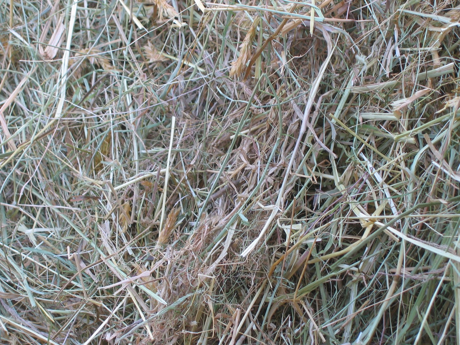 A Donkey Diary More about Hay