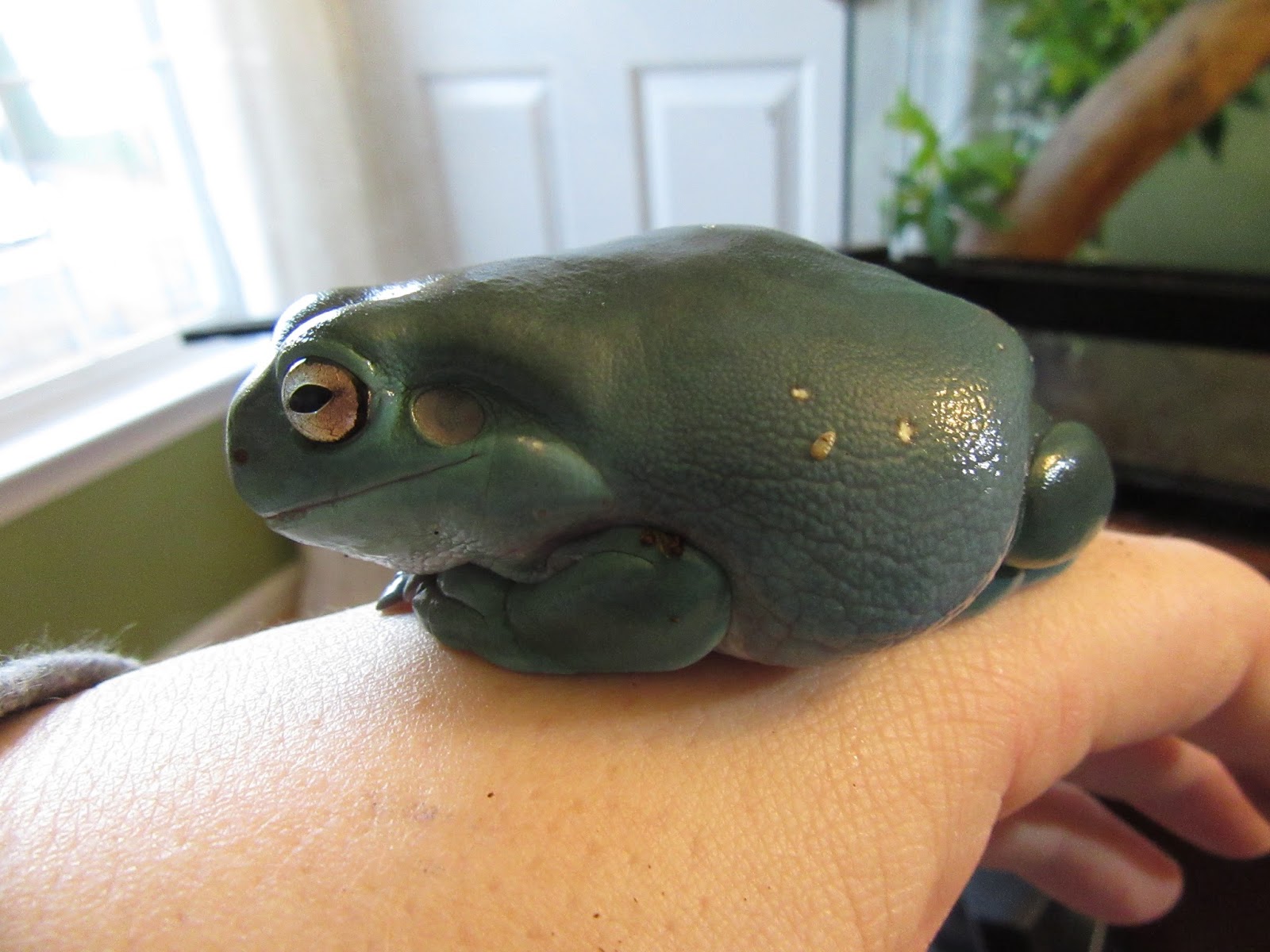 Momcicle Mania: White's tree frog aka Dumpy tree frog aka Litoria caerulea