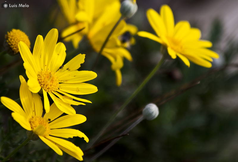 Flores IMG_3946