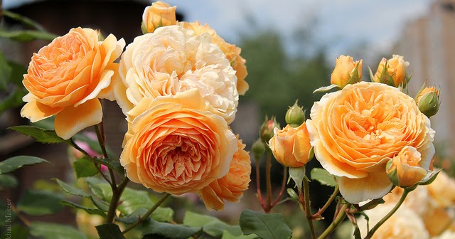 Diary of a Simple Gardener: David Austin Roses