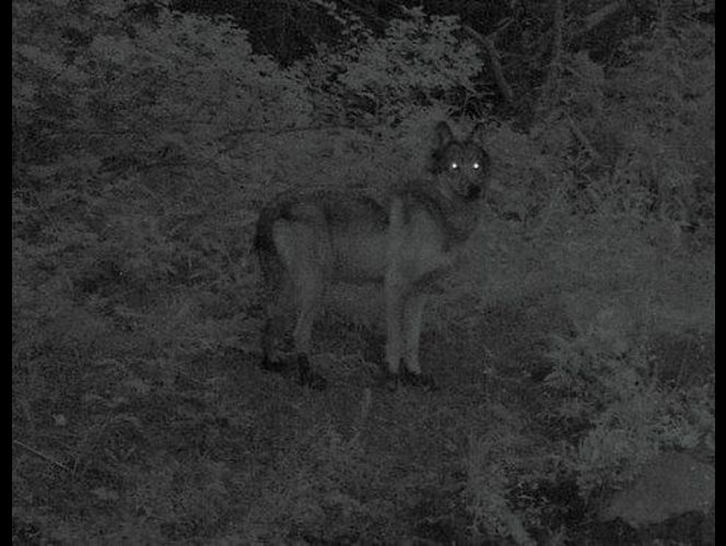 White Wolf Utah's first wolf pack. (Video)